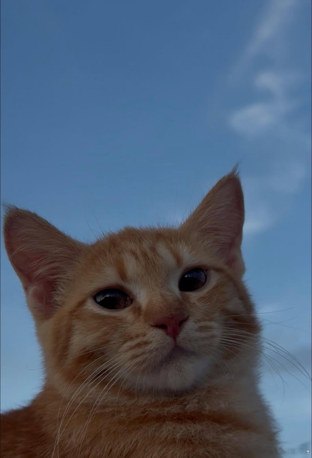 猫宁 