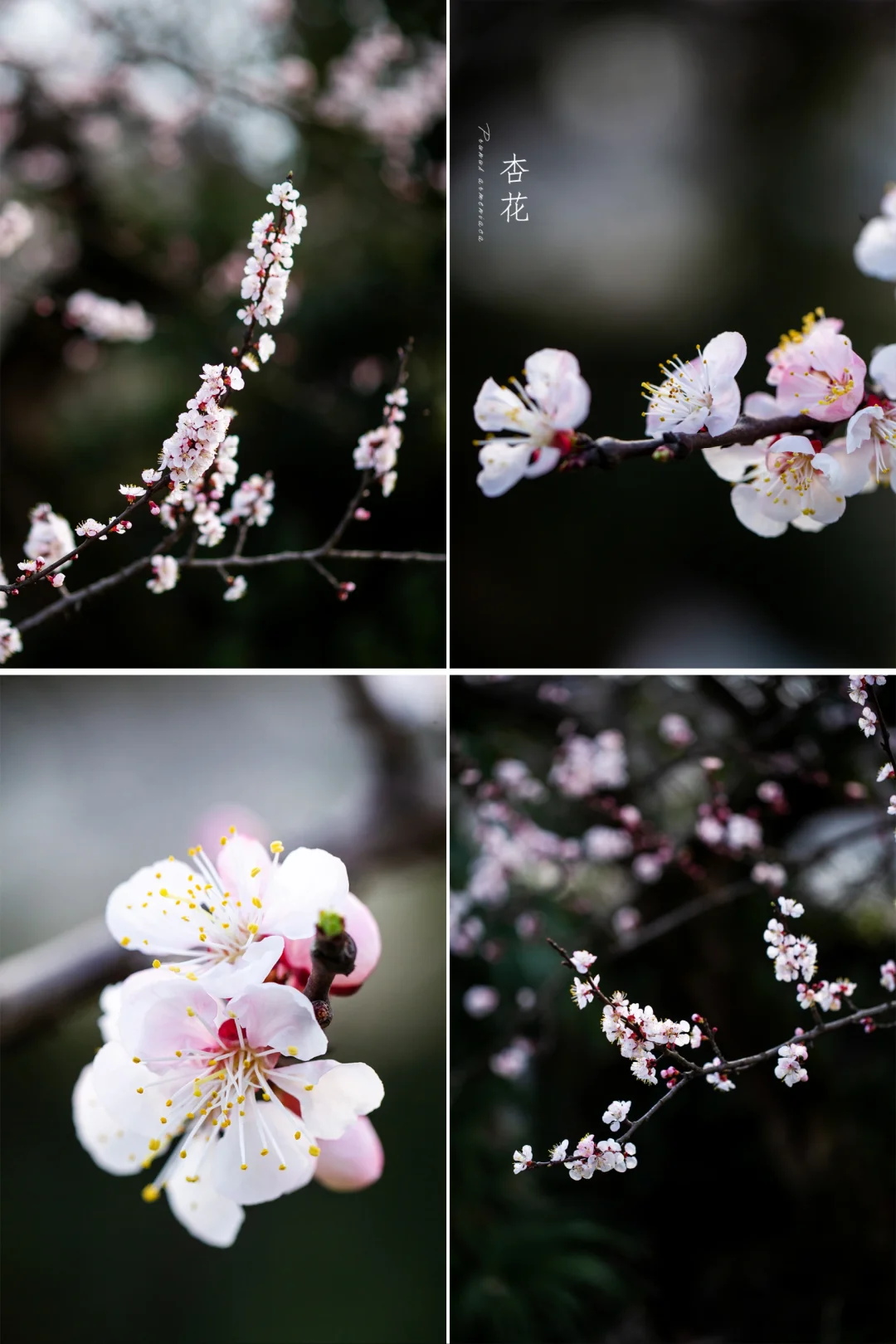 花开枝头满眼春—杏花