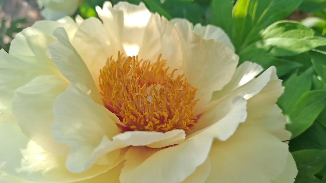 春日里的白牡丹，像揉了月光的软玉，瓣边沾着细碎阳光，芯里藏着温柔的黄。不争艳，却