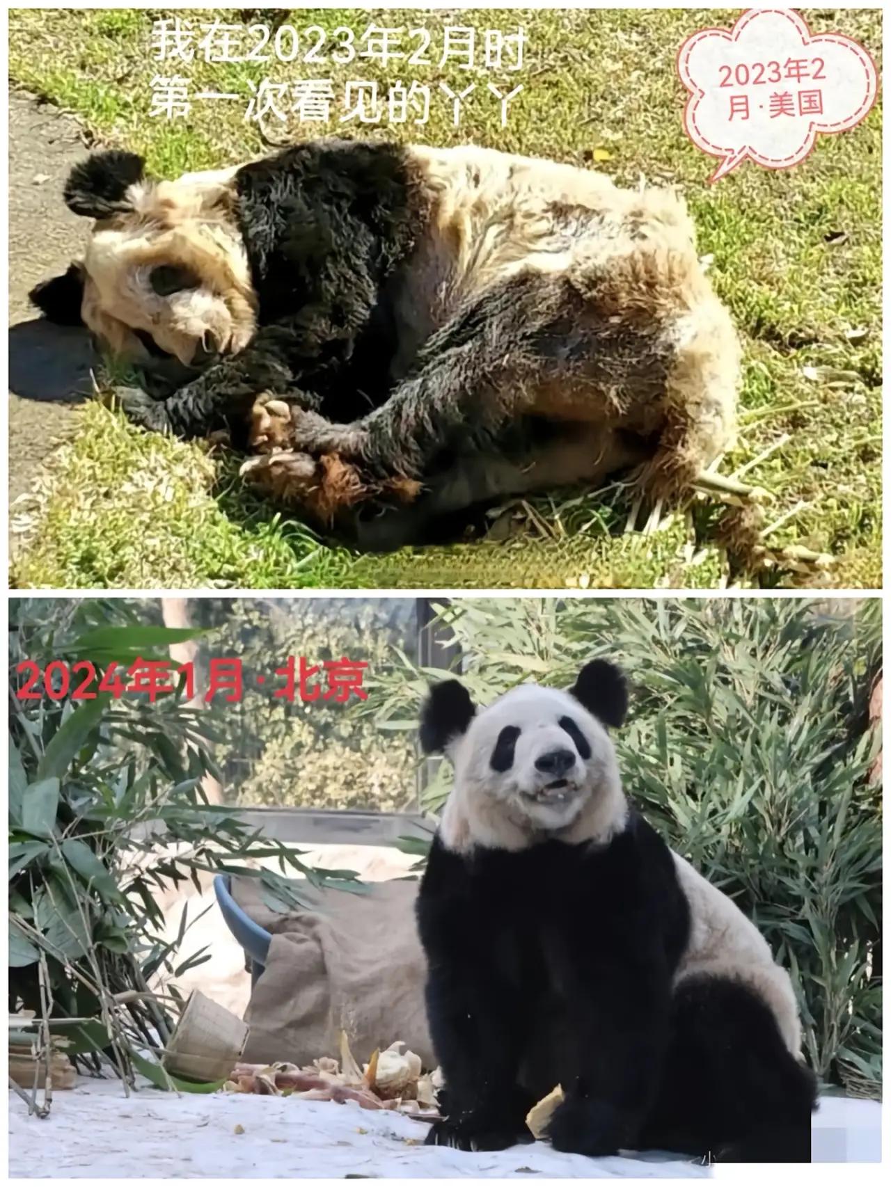 丫丫回国两年，吃得圆墩墩胖乎乎！回想丫丫在美国的时候骨瘦如材，毛色焦黄的样子，不