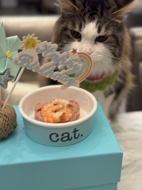 我可爱的小猫咪过生日啦