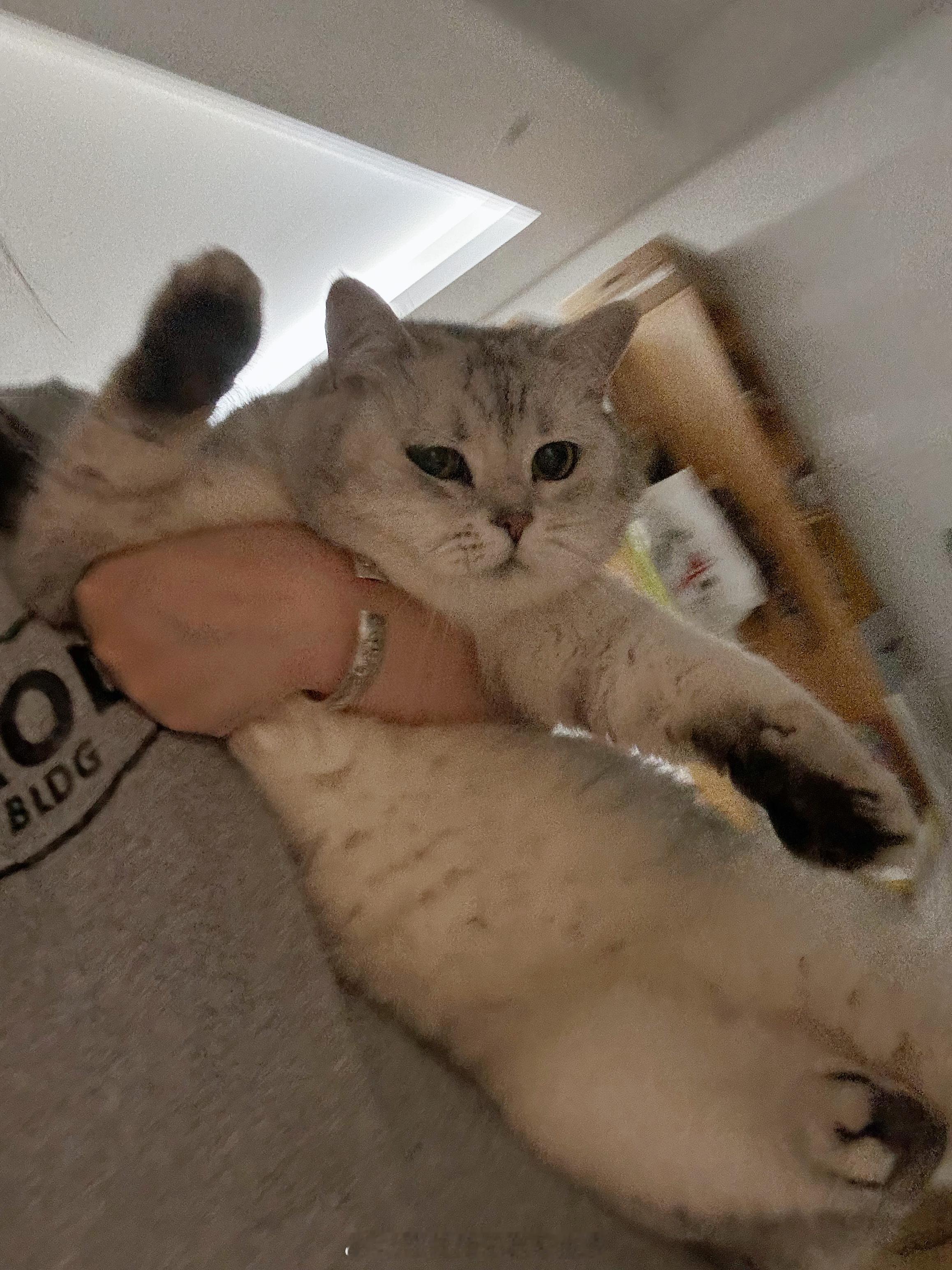 你跑不掉的[开学季] 晚上必须陪我睡觉(¯o¯)💤#喵趣横生# ​​​