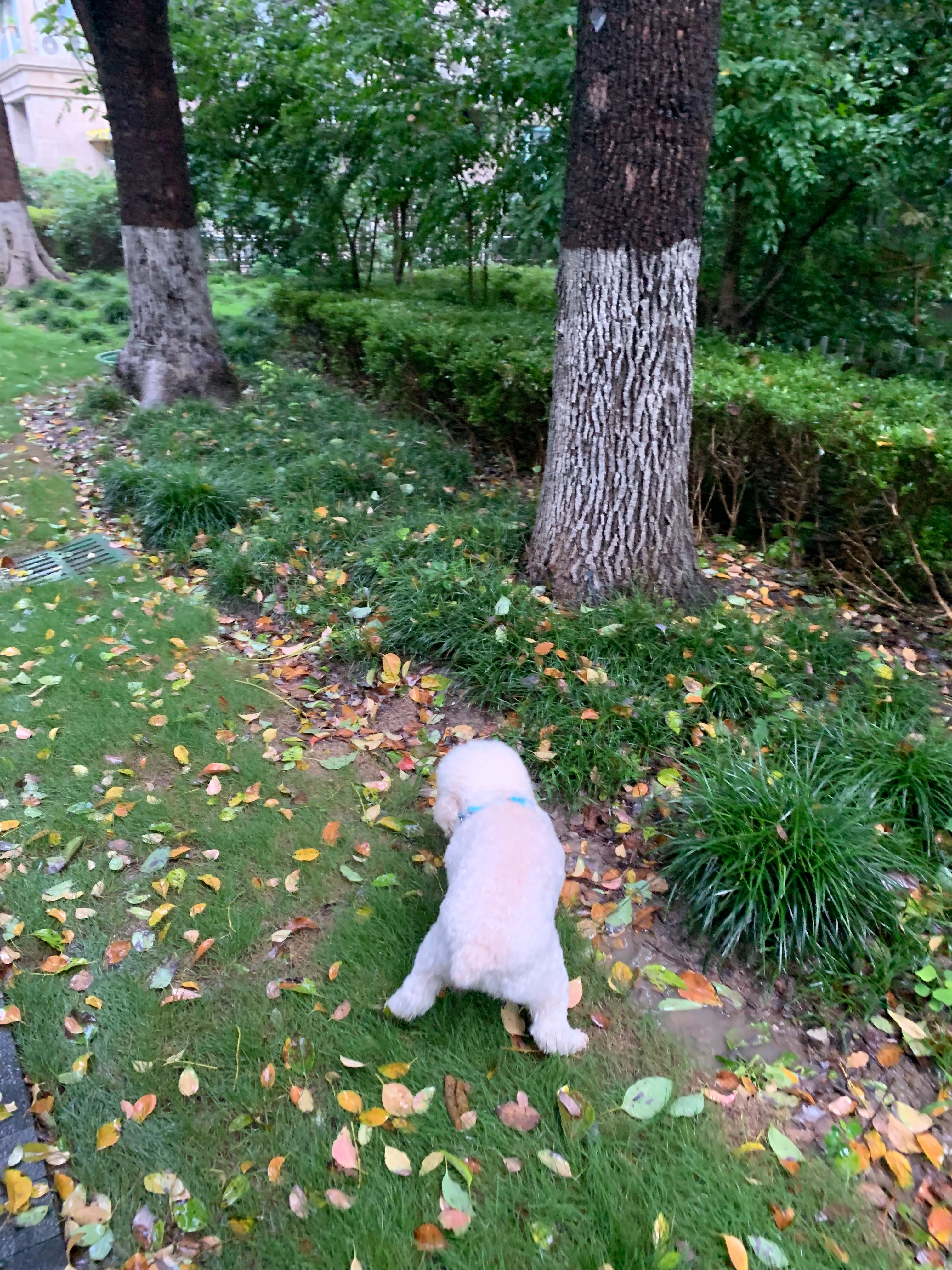 早餐之后的温馨时刻脚丫子每天都要洗无数遍不过还好有妈咪的保驾护航大任务在细雨中顺