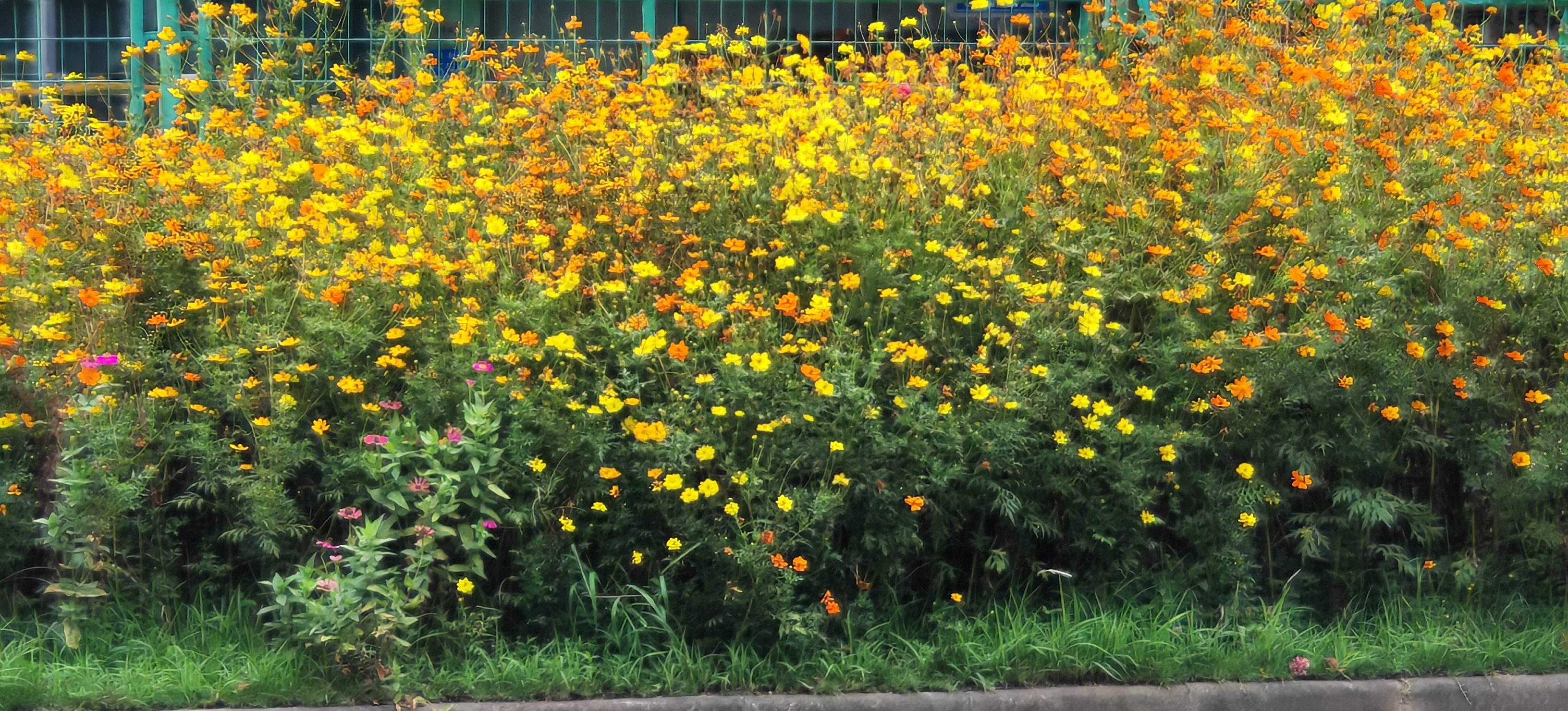 这片花海烂漫好看，今日忙碌，补个早安打卡！ ​​​