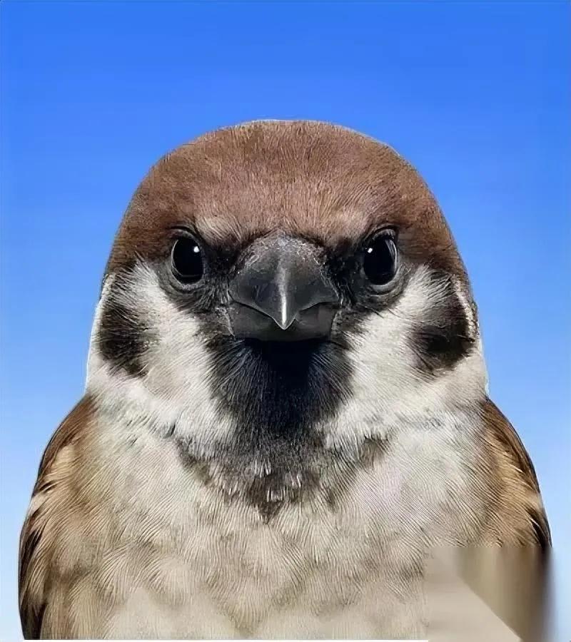 你见过最“爱管闲事”的小鸟吗？

不是燕子不是布谷，是楼下天天蹦跶的麻雀。

它