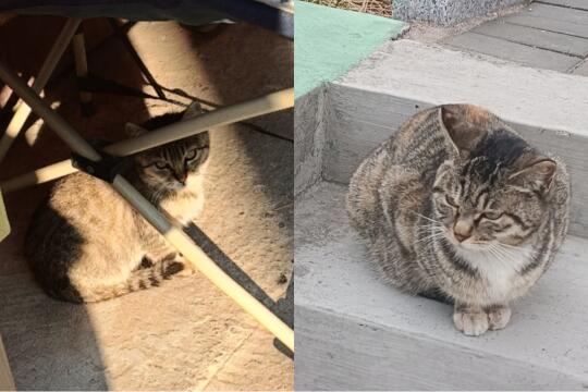学校附近的凶猫长大了