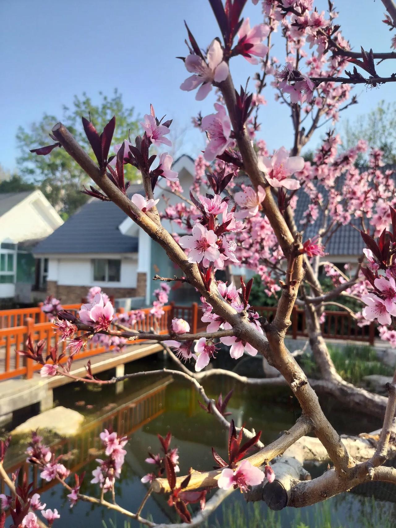 有没有漂亮的花朵图片吗