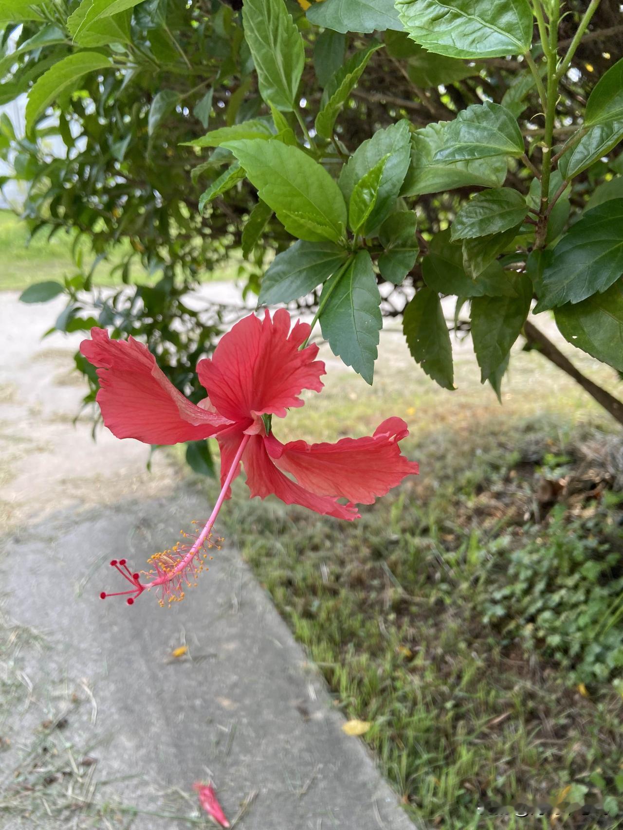 好玩的停不下来了
苹果手机拍的实况照片
分辨率真清晰