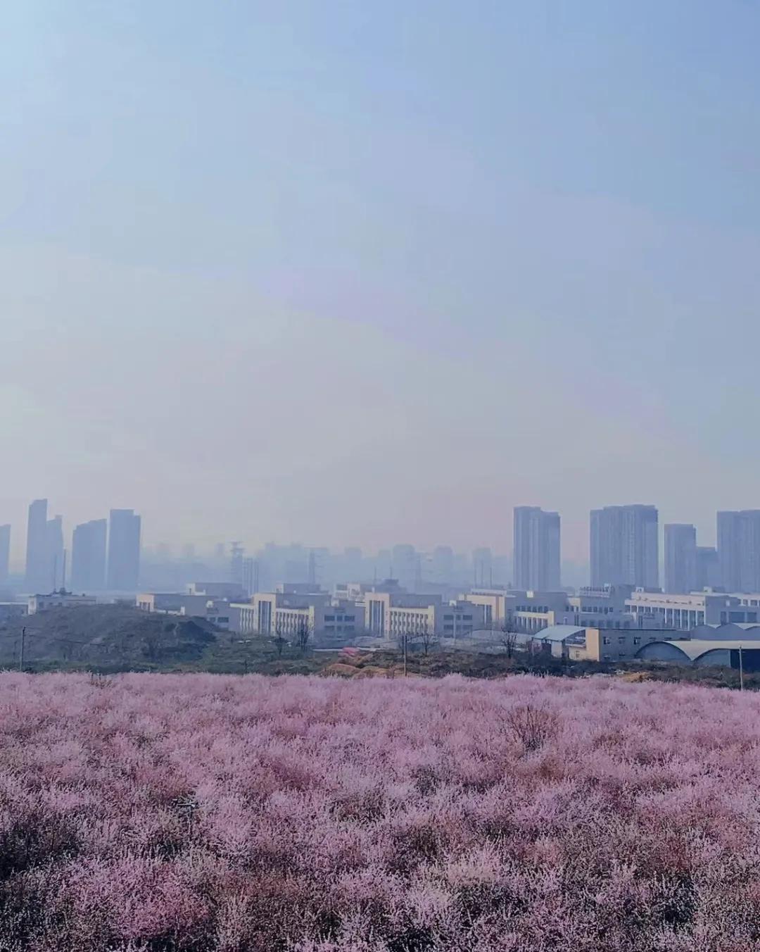 少陵塬上大府井，秦王古冢映花海。每至三月春暖花开之际，西安城南的大府井花海便会吸