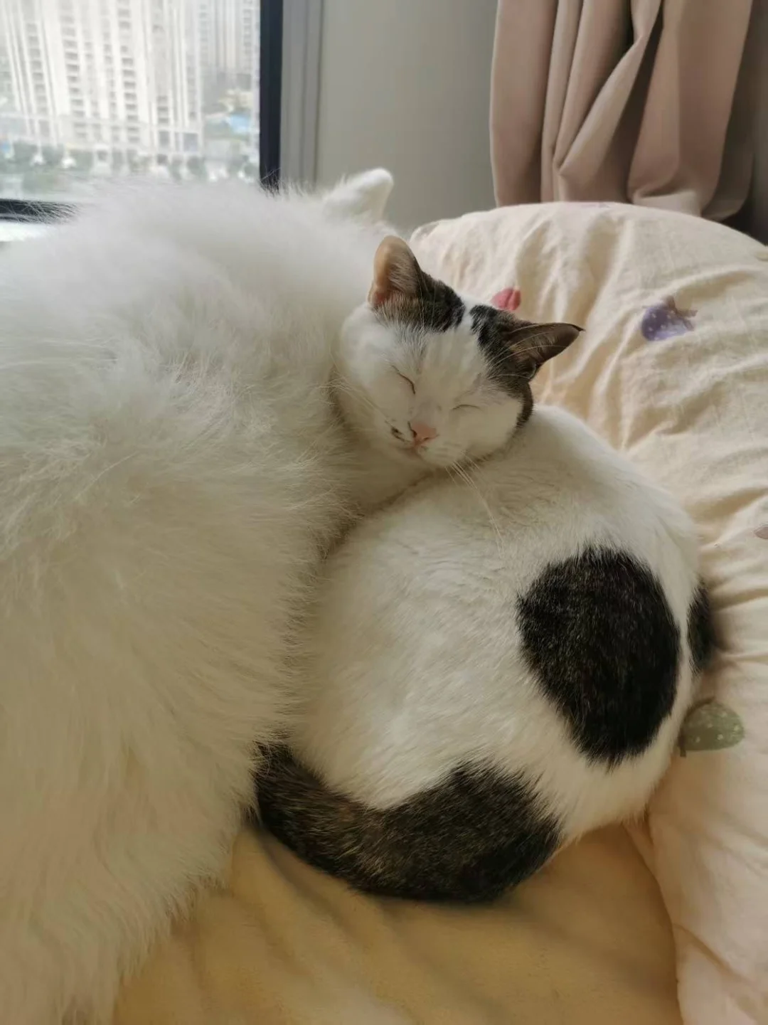 下班回家看到这一幕，心软软