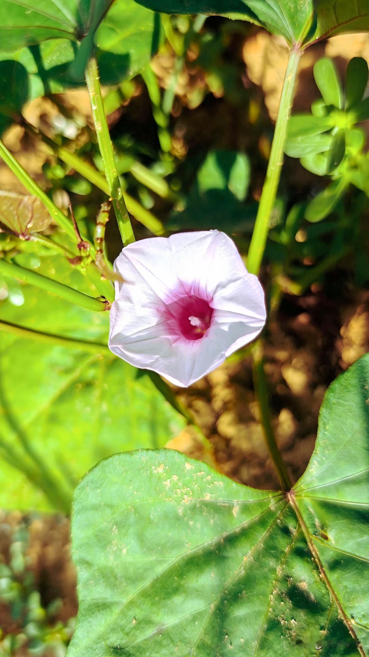地瓜（红薯、紫薯、白薯）开花的几率没有一个固定的数字，因为它几乎完全取决于种植环
