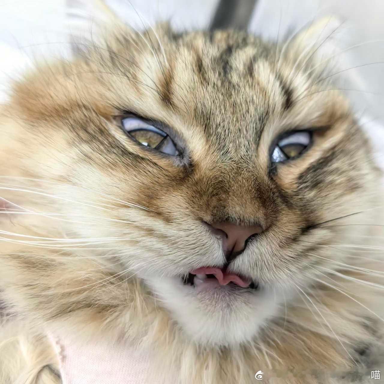 49451【丑猫】想过会丑没想过会那么丑。 