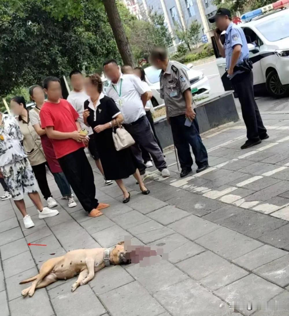 被欺负祸害的时候，我们打过日本狗
一穷二白的时候，我们打过美国狗
刚刚建国的时候