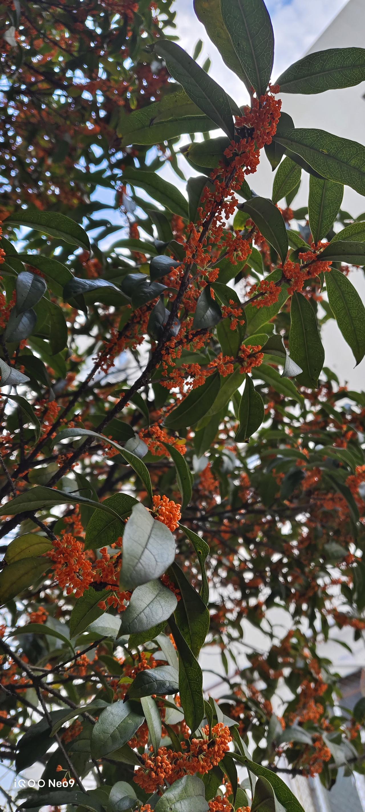 又到了一年一度桂花盛开的季节
感觉一年过的是真的快啊
不知不觉又老了一岁。

某