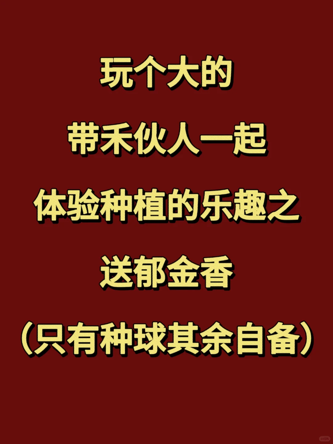 每月带禾伙人体验种植之11月抽一人种郁金香