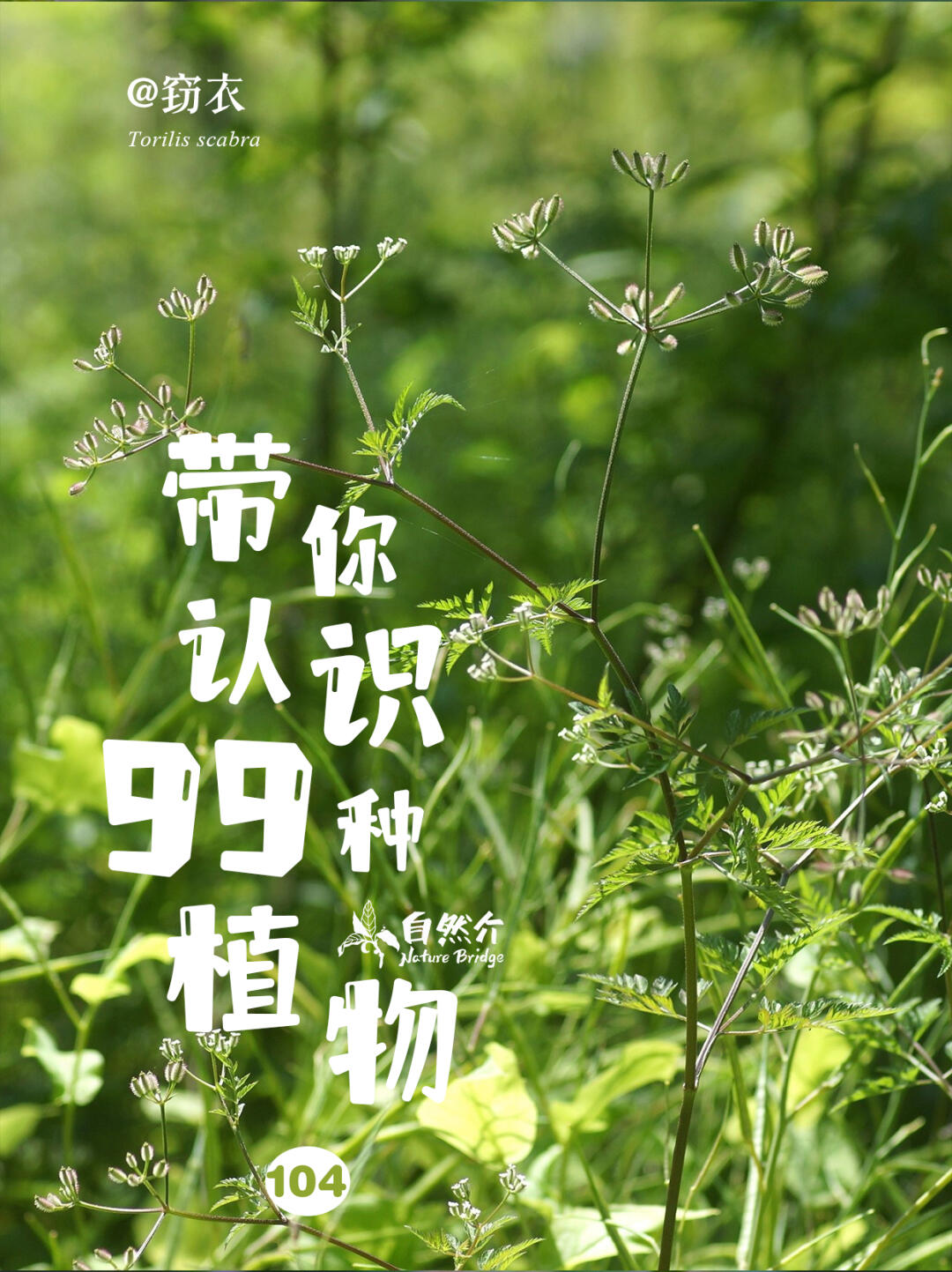 带你认识99种植物
