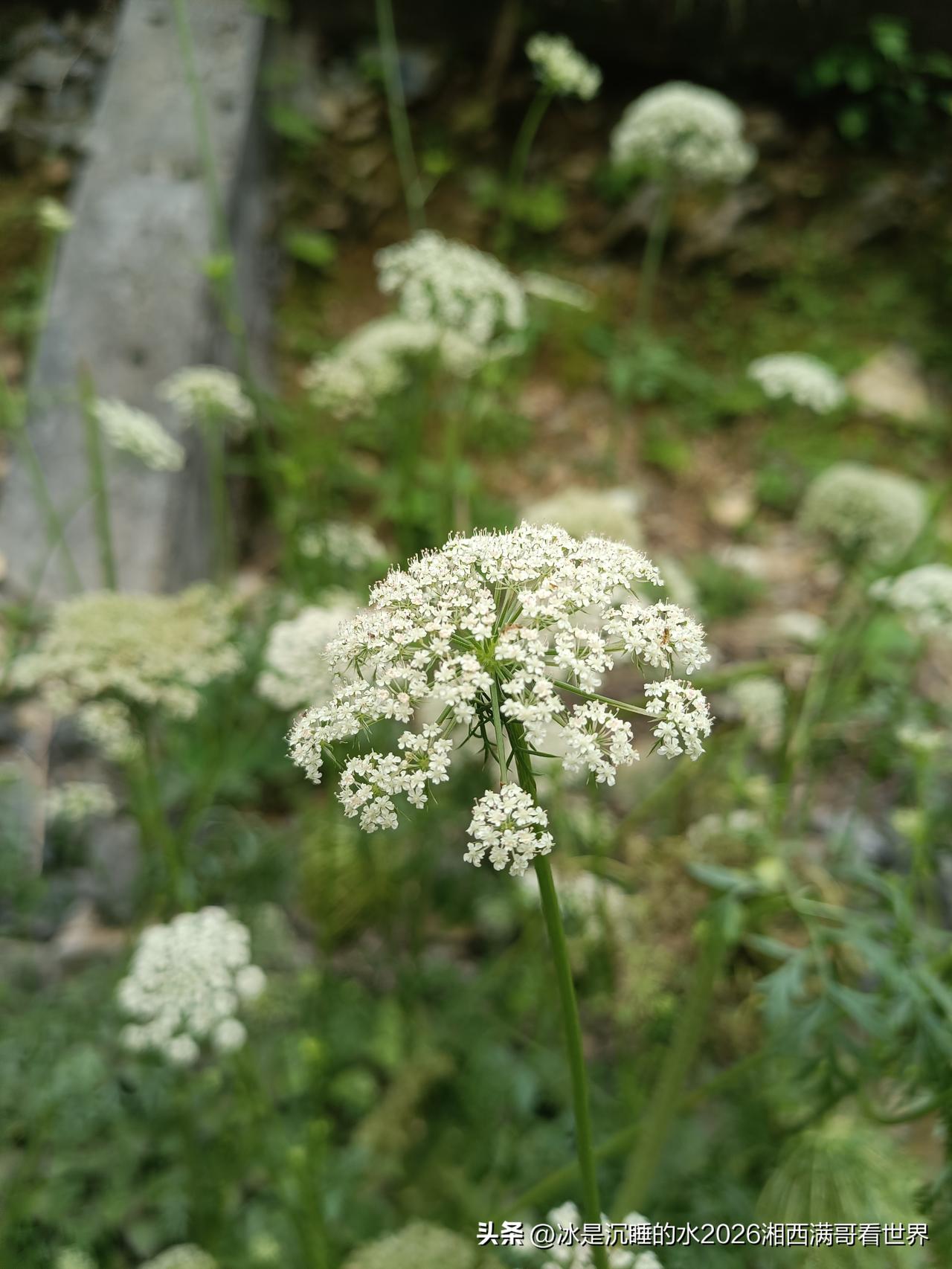 路边的野花………