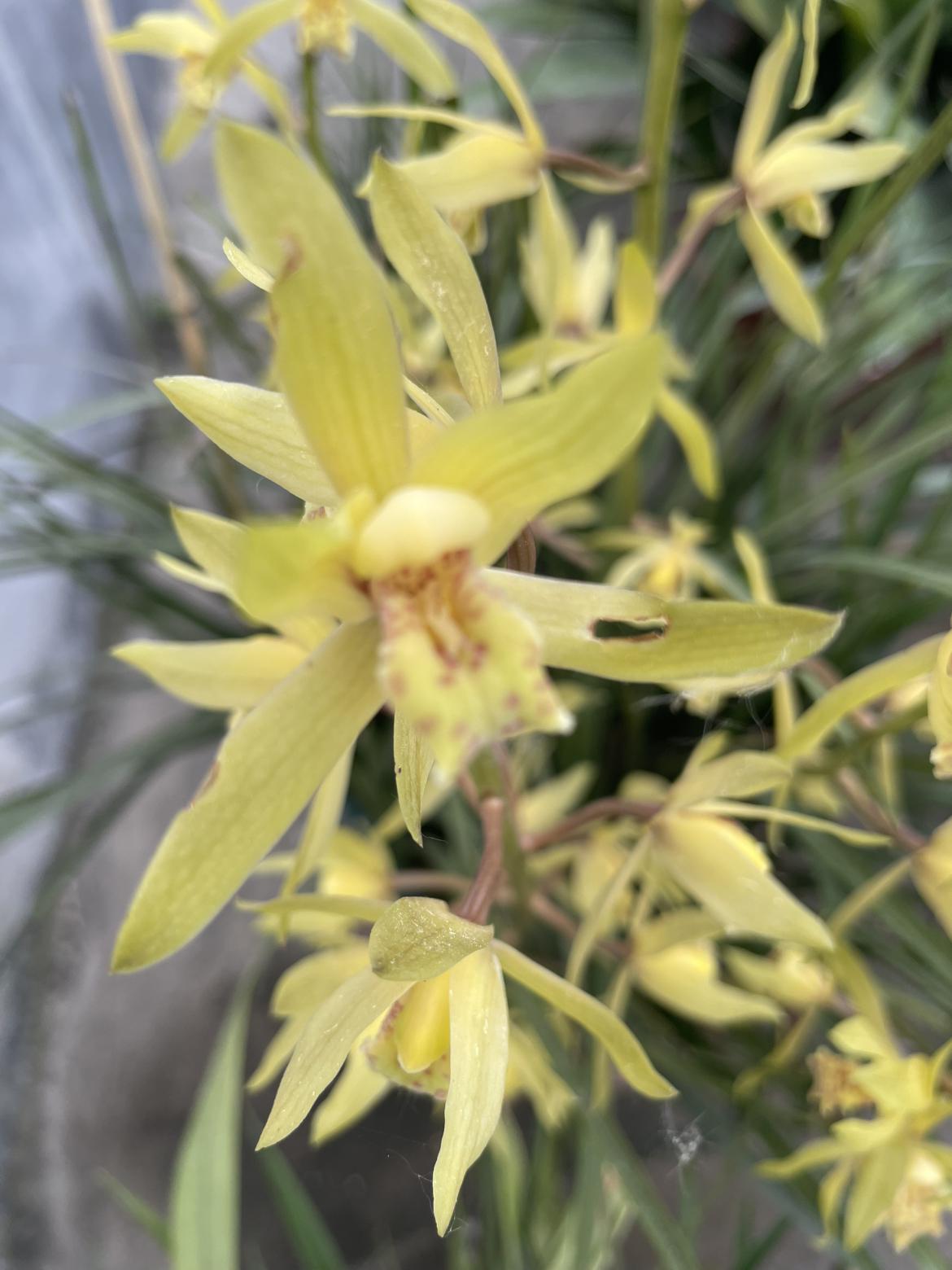 我的今日状态：😁轻松愉快
我这里的天气：🌤️多云

春有兰，夏有蕙，兰与蕙，