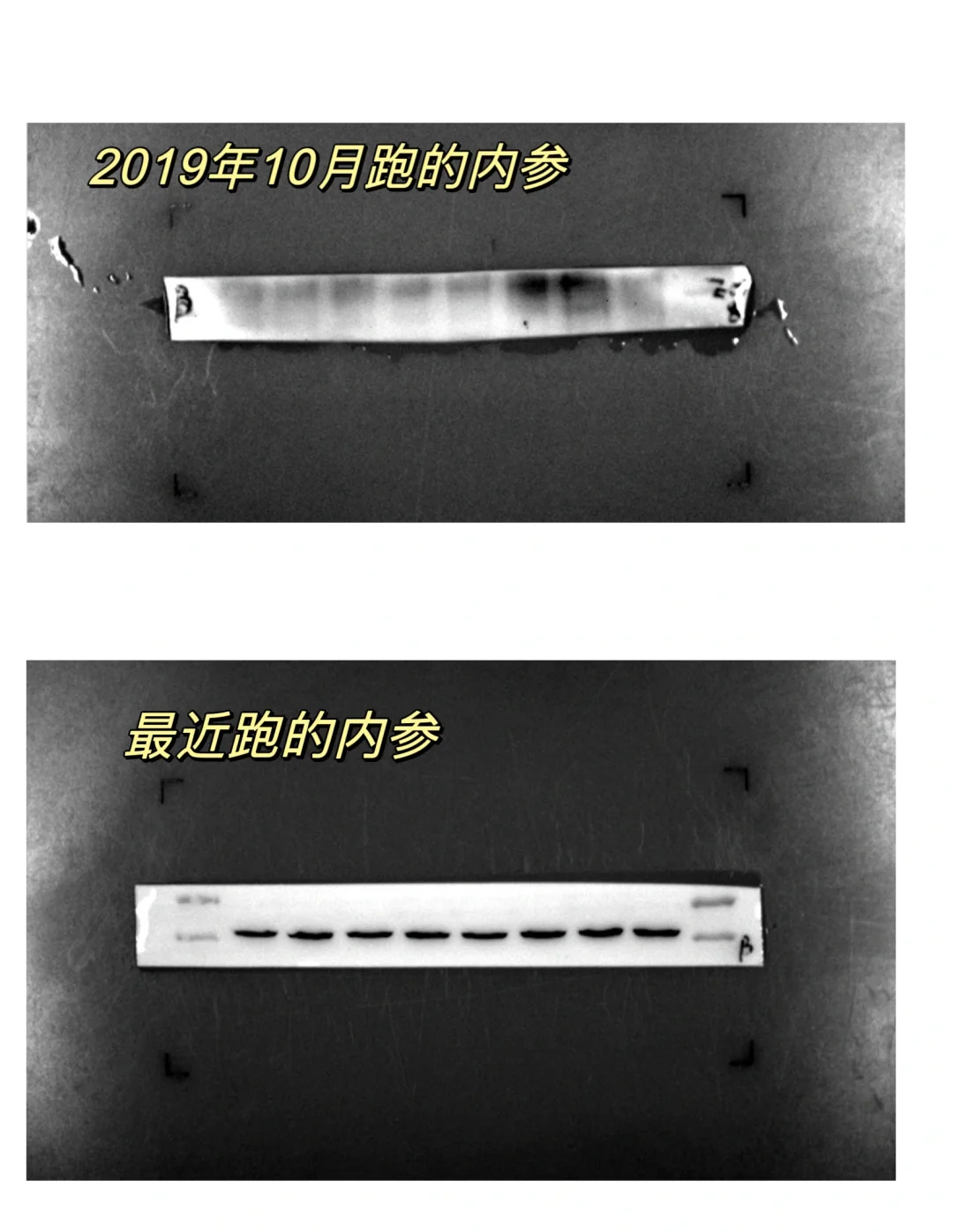 科研人的1000个日夜/从科研小白到科研博主