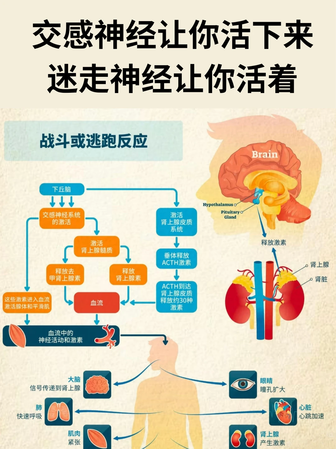 激活迷走神经让你越来越放松