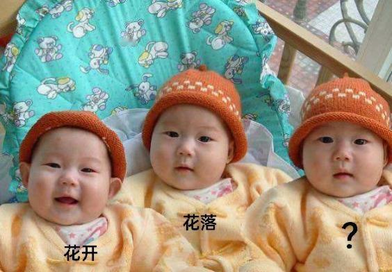 三胞胎，老大叫花开，老二叫花落，请问老三叫什么好呢？