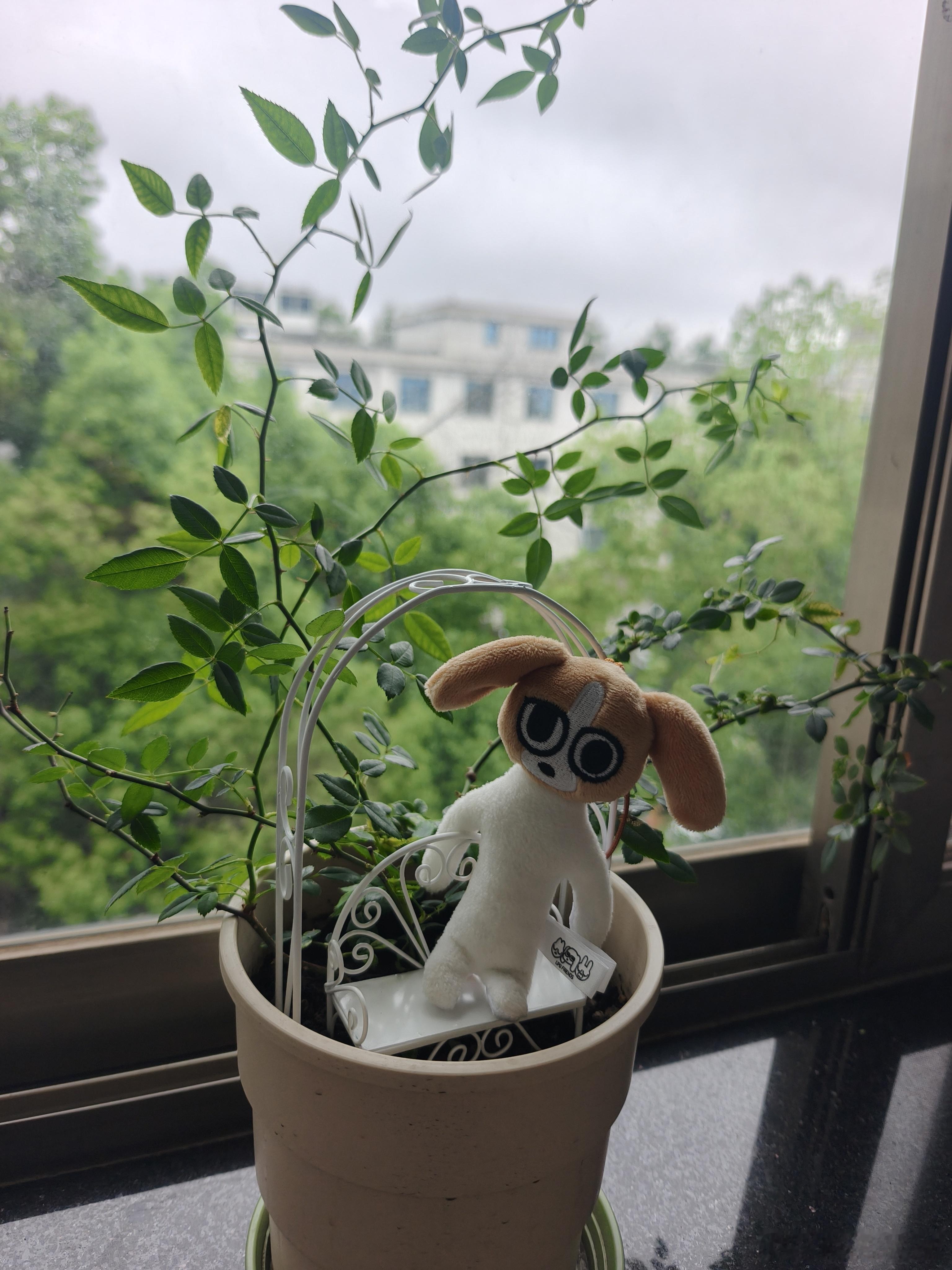 绿色🌿🌿🍃🍃🌲🌳🍀☘️🪴这个青苔好像抹茶