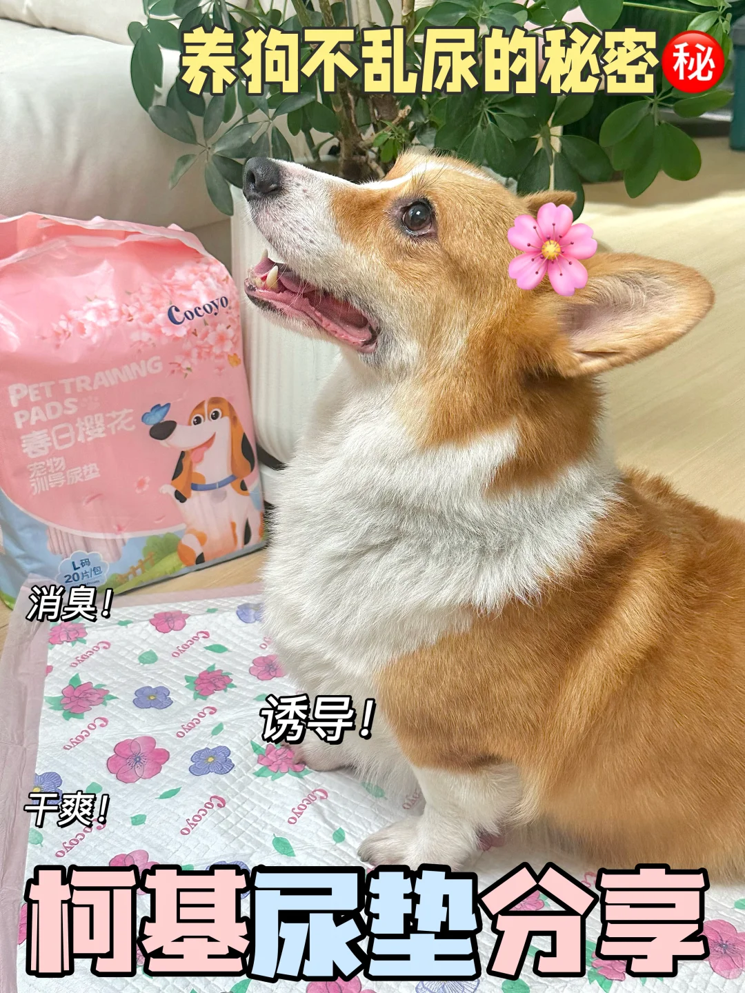 洁癖养狗人窃喜！终于告别狗狗乱尿困扰！
