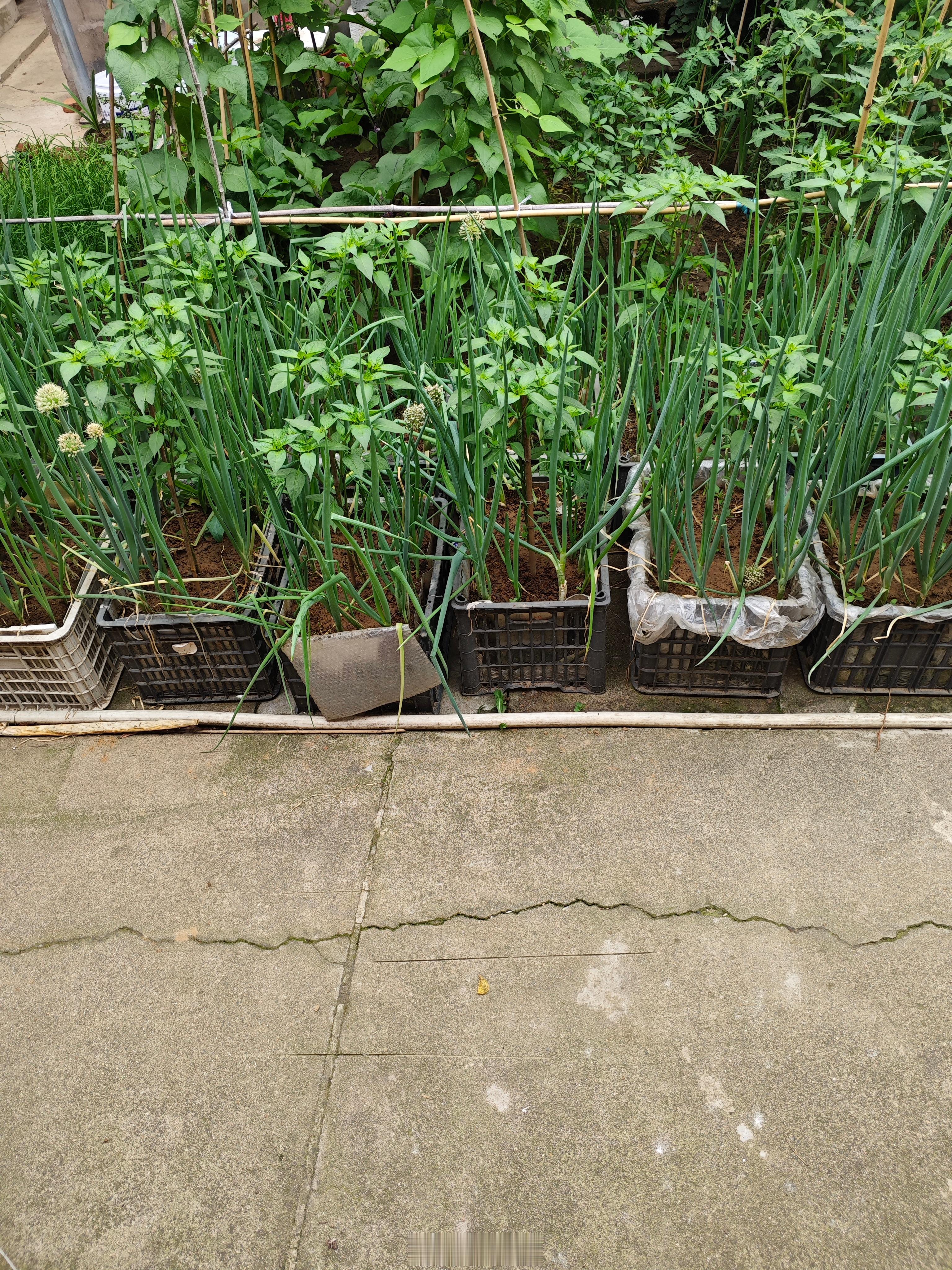 我家的小菜园。有生菜、西红柿、辣椒、豆角、韮菜等，都是我三儿媳经管。 