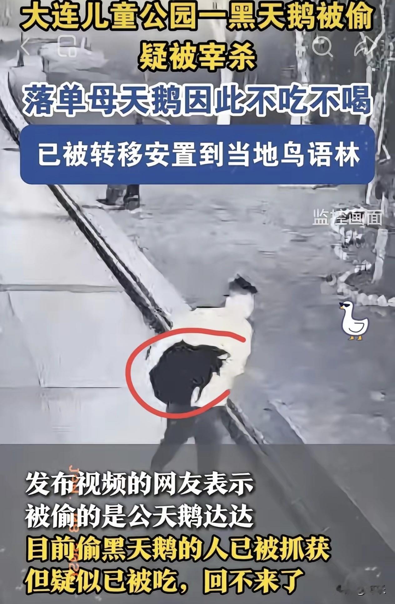 大连偷黑天鹅那老兄算是把大家伙给气笑了。

​不光偷了只黑天鹅，连旁边的大白鹅都