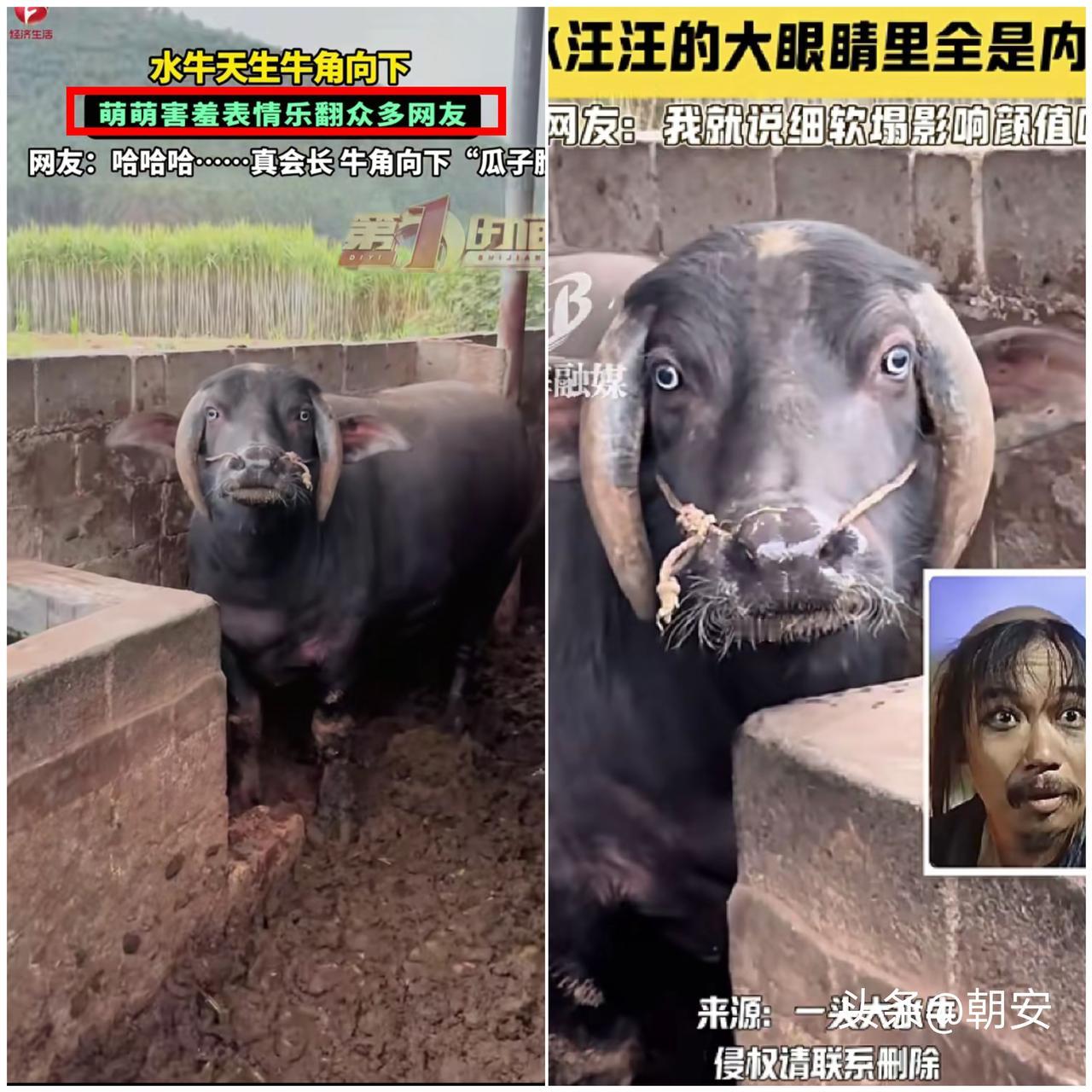 太新奇了！

广西来宾一头牛凭“双马尾”牛角走红，远看像扎了小辫子，直接瘦出瓜子