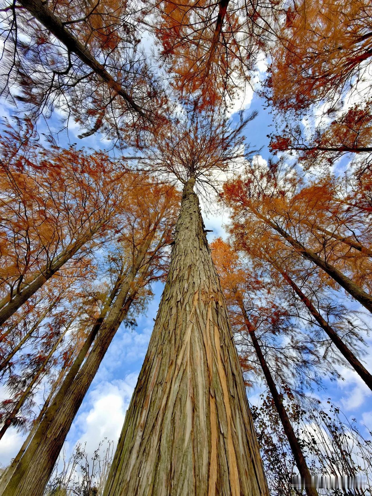 世纪公园冬天的水杉树