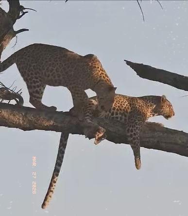 不懂就问，
猎豹睡觉的地方是树枝吗？