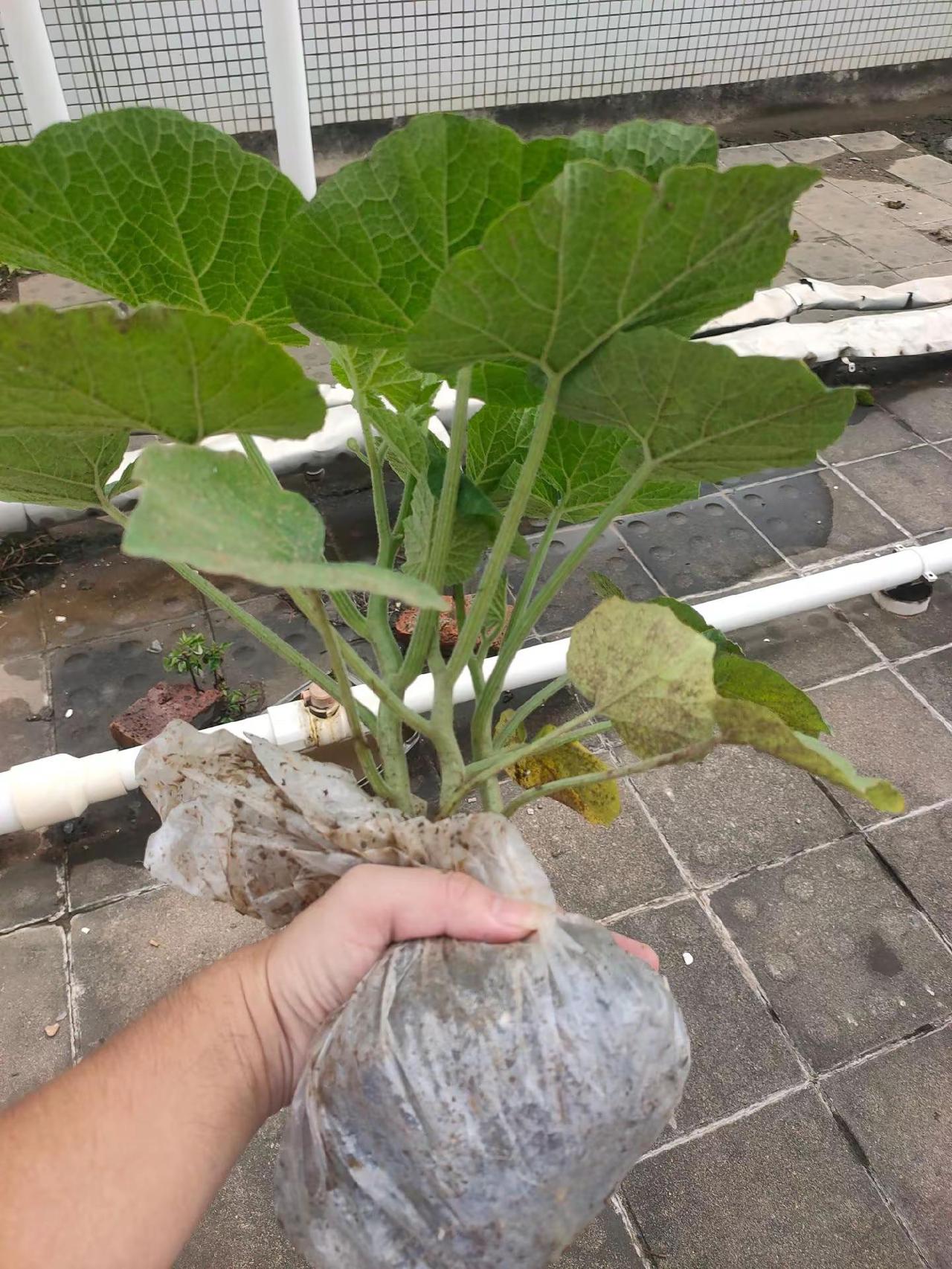 种下希望的种子，必有收获