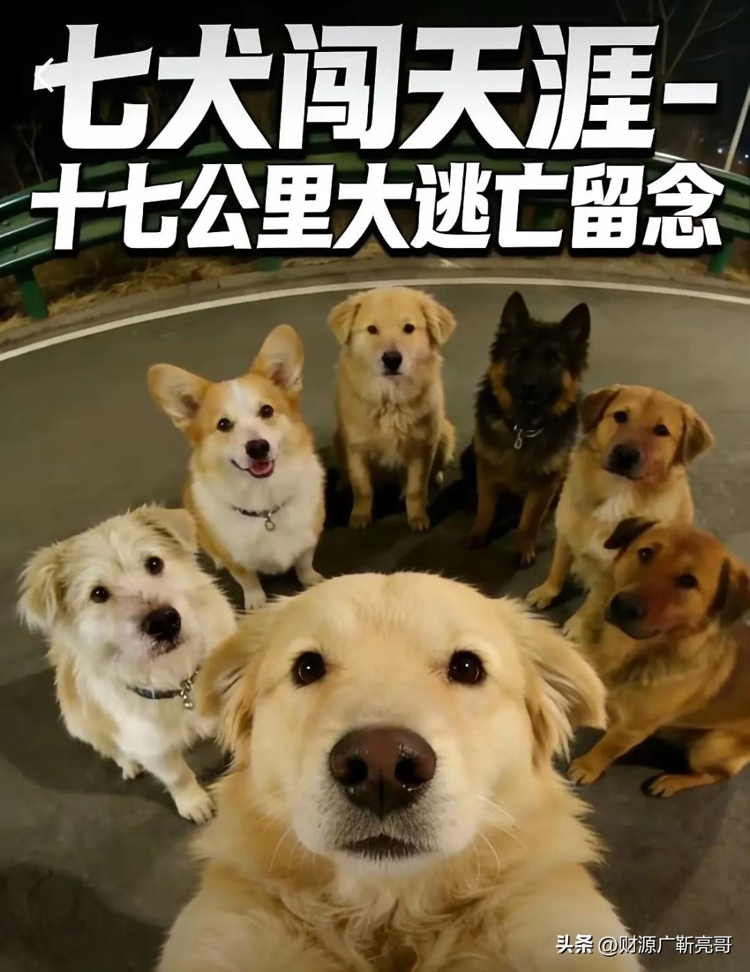 真让人不可思议？
这只叫大胖的柯基，真是把我看泪目了。

17公里的回家路，它愣