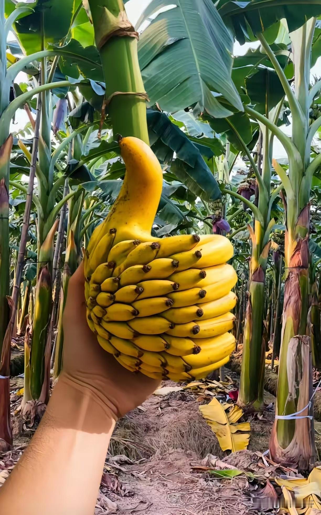 心急，是最隐形的内耗
当下人的生活节奏，日子像上紧了发条，碰得很紧，都急着事业有