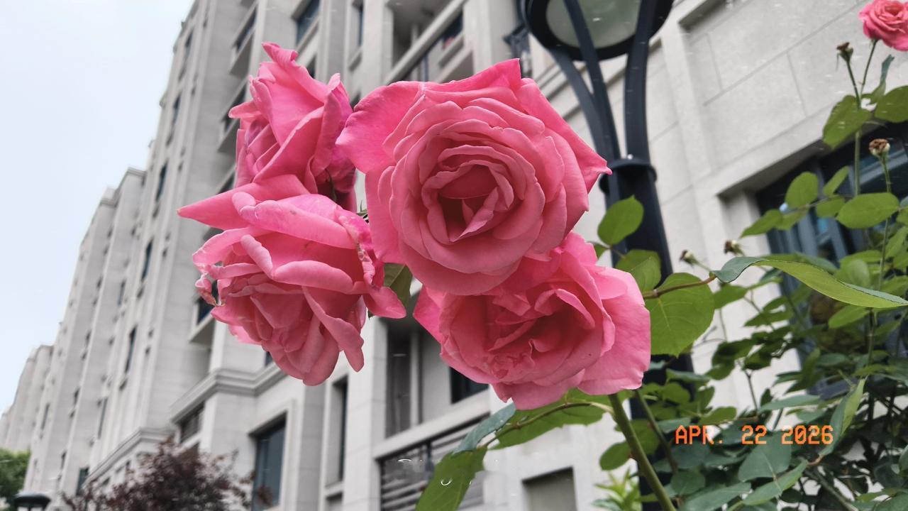 你觉得未来美国会和欧洲走向决裂吗如果下一届美国政府还是右翼保守派，还是要“美国优