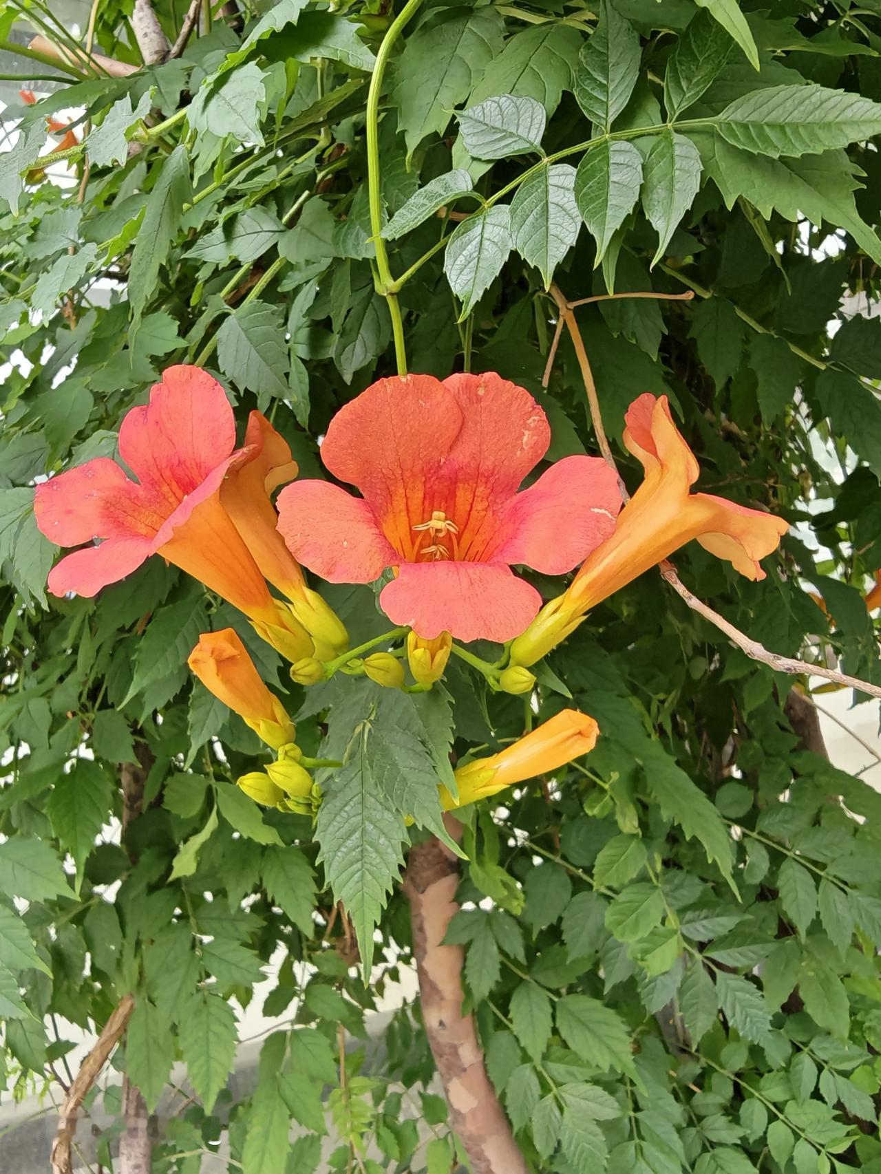 随手拍一张小花的照片看起来特别好看，而且花花草草的看着眼睛也舒服，没事的时候就拍