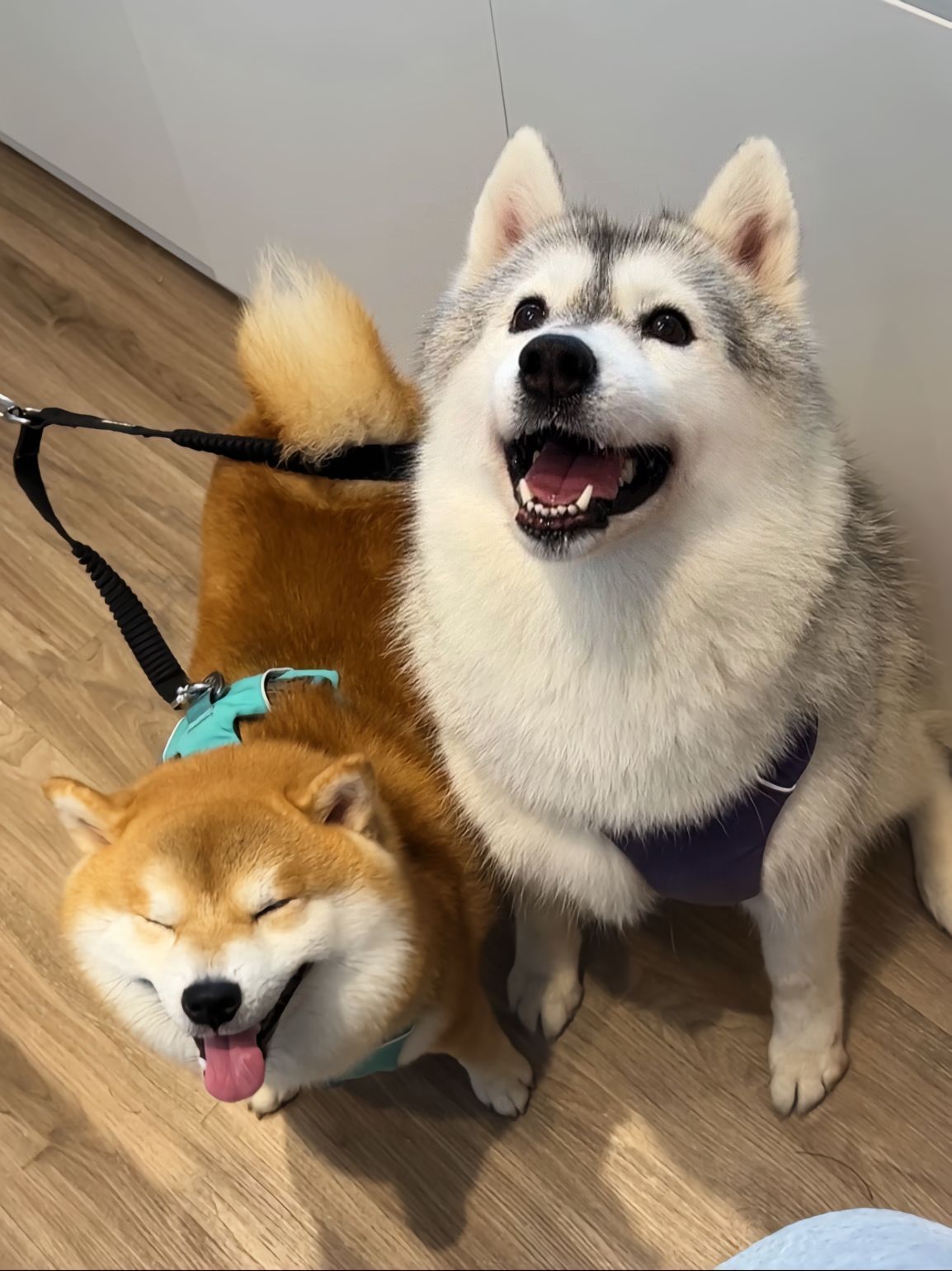 黄油小面包和无糖大白面包。#柴犬 # ​​​