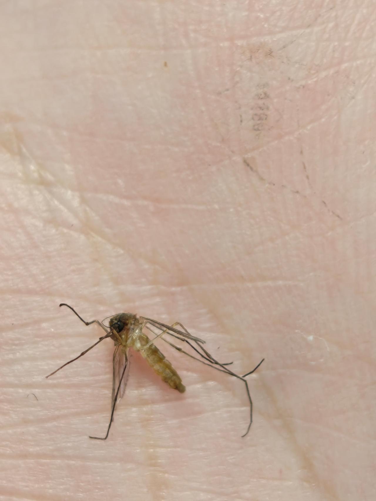 蚊子活动高峰是什么时间？
       蚊子活动高峰时间多样。常见的库蚊、按蚊等