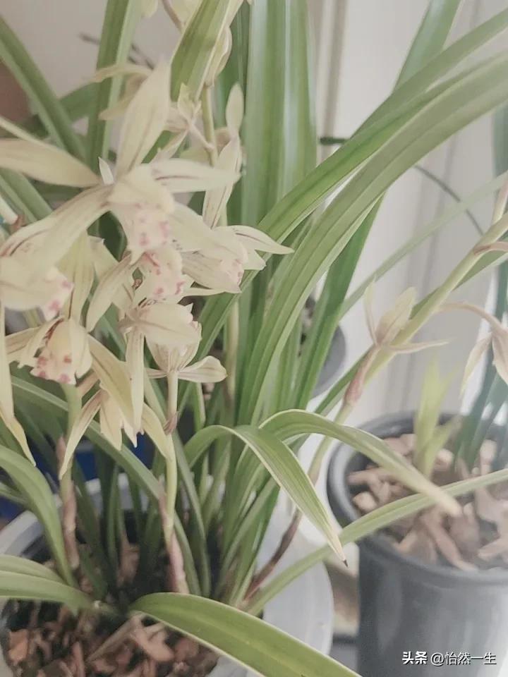 老公喜欢养花，还是兰花，下班吃完饭，就从这个直播间去哪个直播间，货比三家，看看那