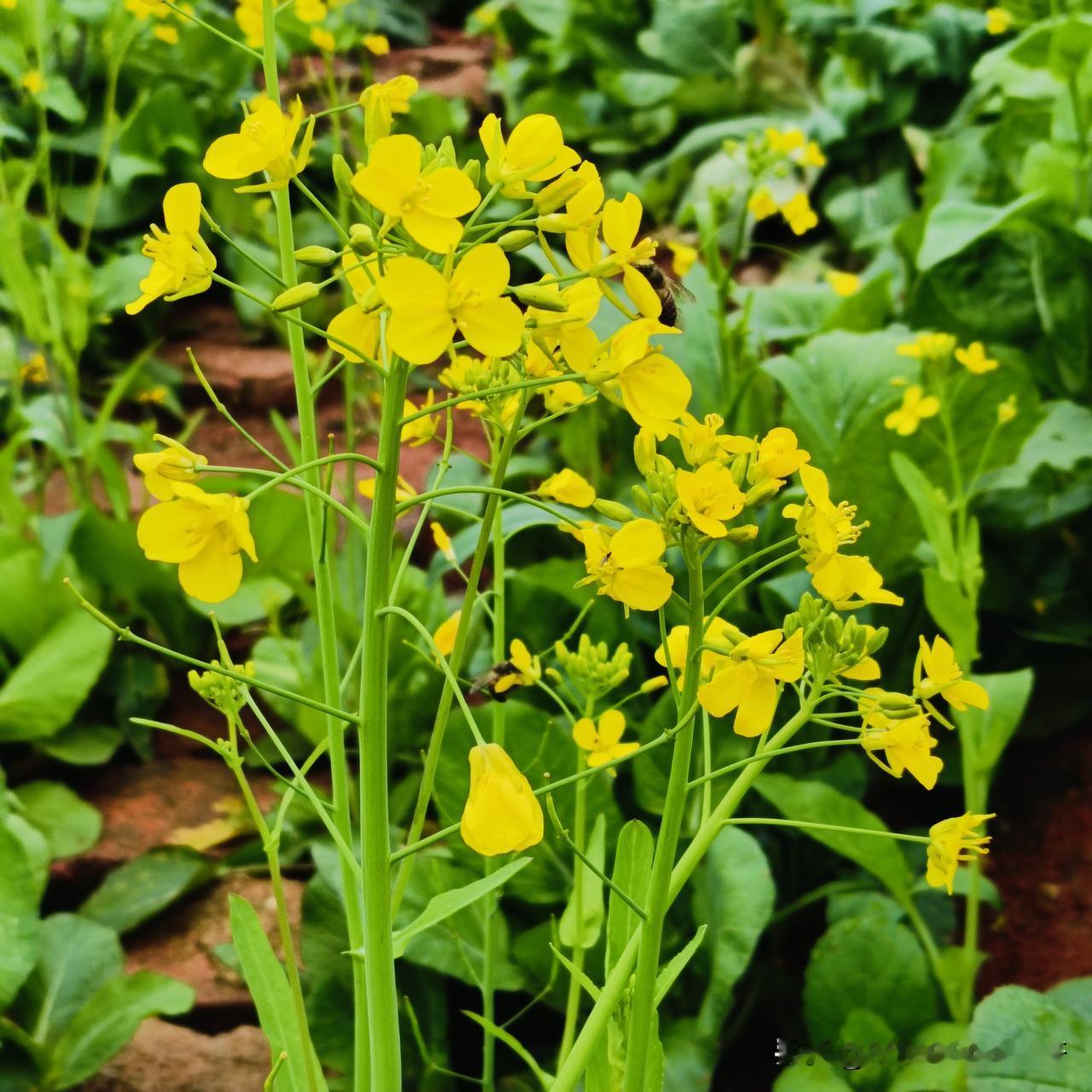 小小的蜂
恋着小小的花
便是人间好时节