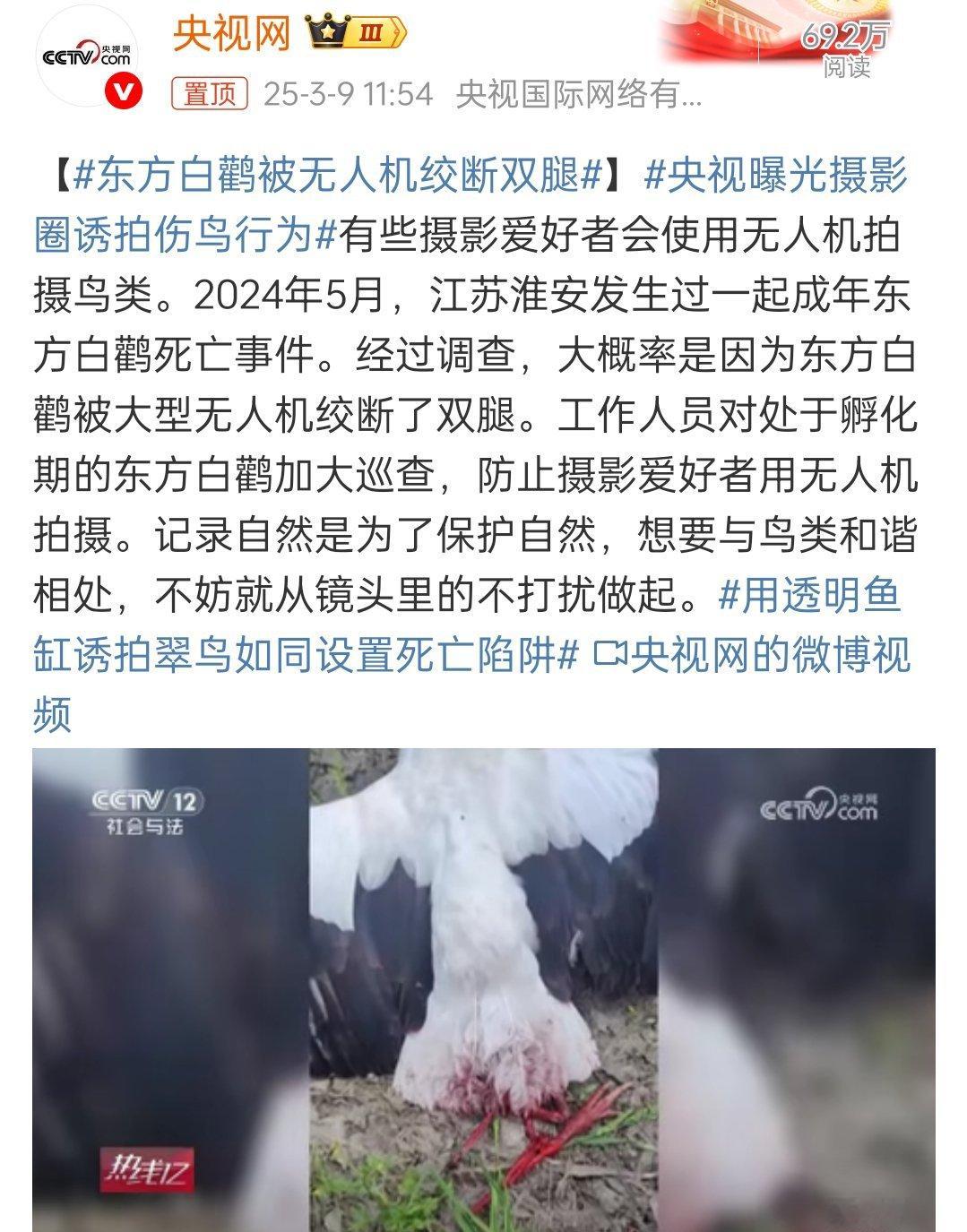 东方白鹳被无人机绞断双腿必须严惩凶手，这太恶劣了！本来无人机就很危险，在公众场合