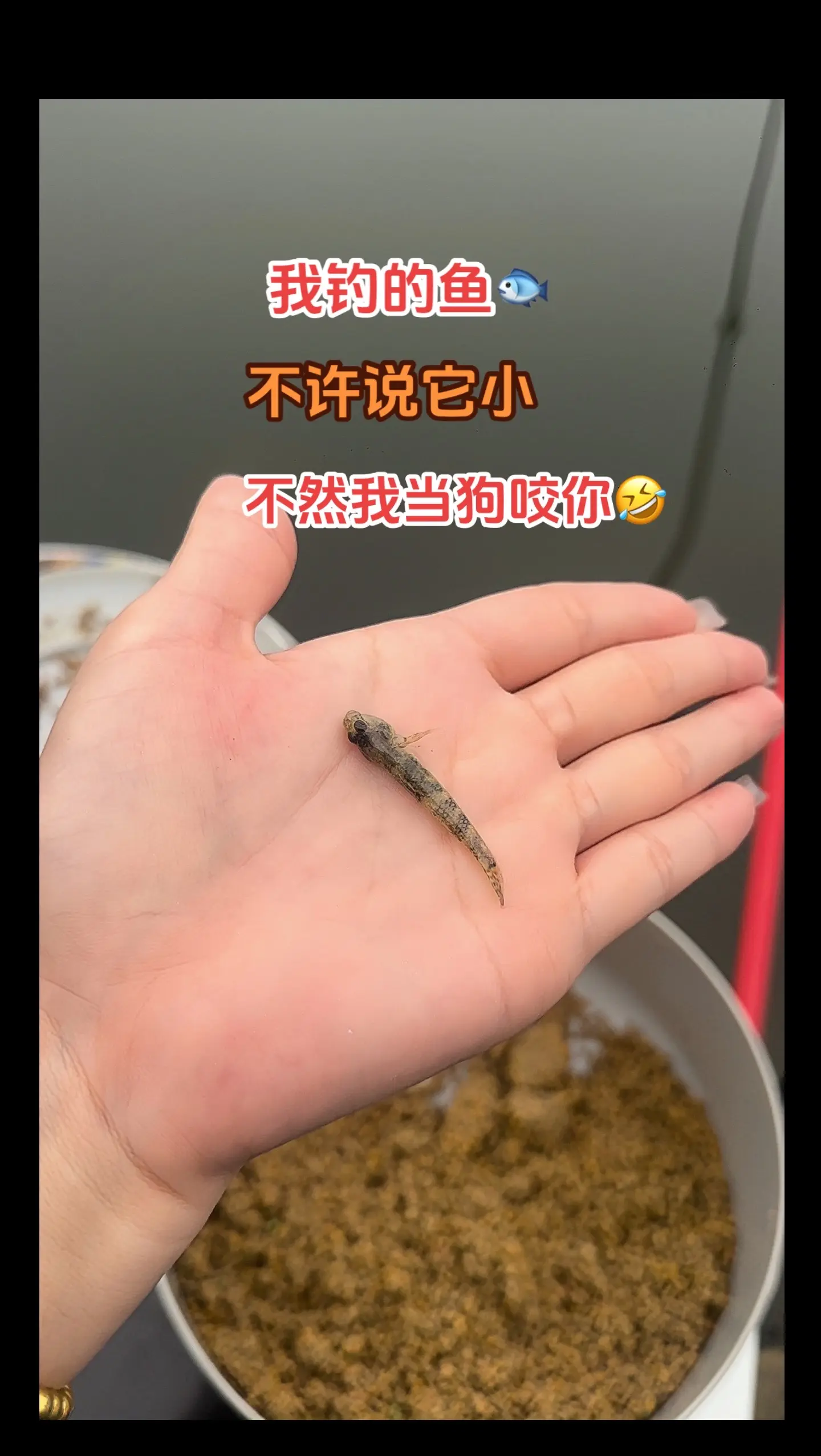 钓友们 晒晒你们的鱼获 让我过过眼瘾！这是我钓的鱼🐟 谁要敢说它小....