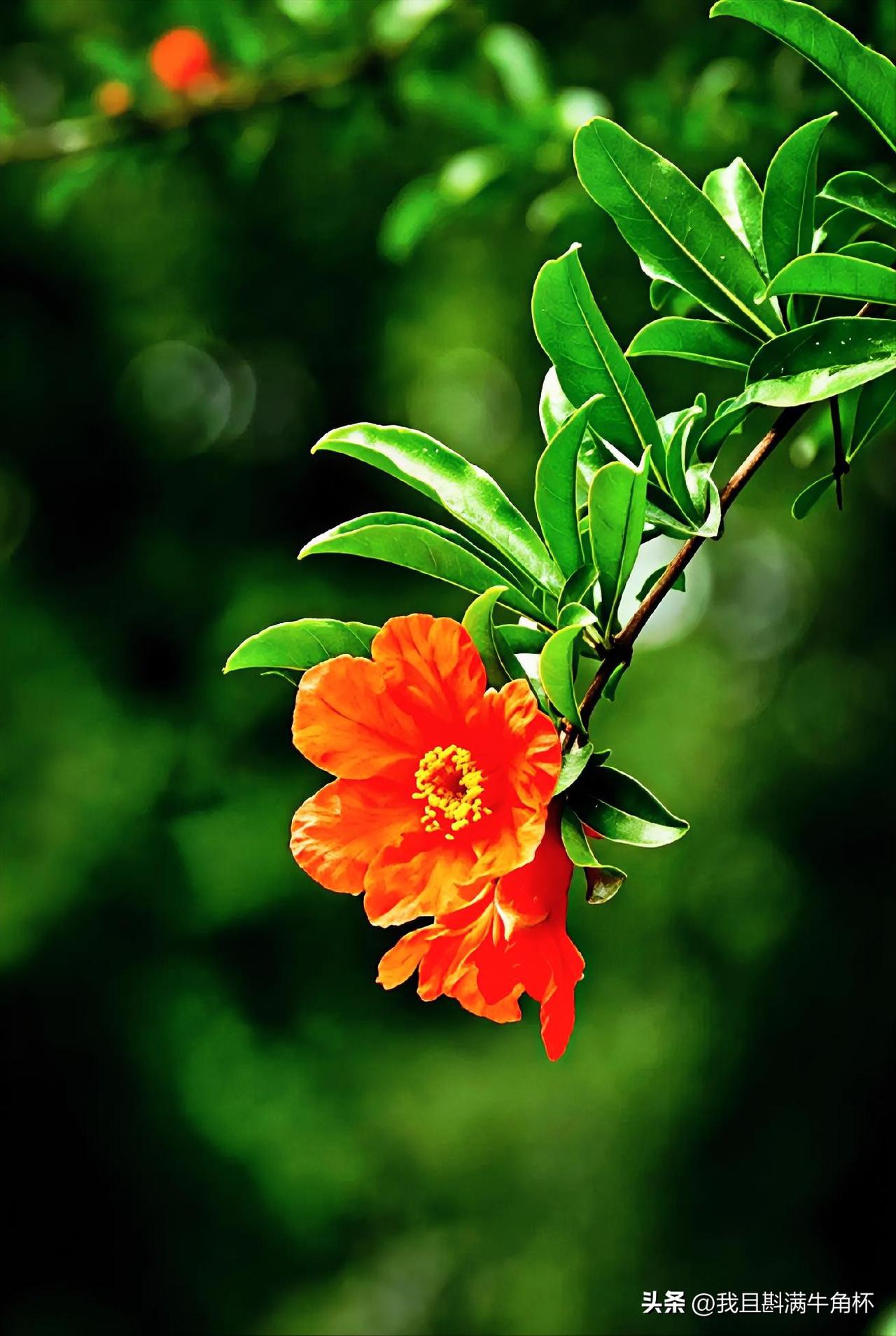 下联：入夏榴花红欲燃
上联：有请雅士[玫瑰][玫瑰][玫瑰]