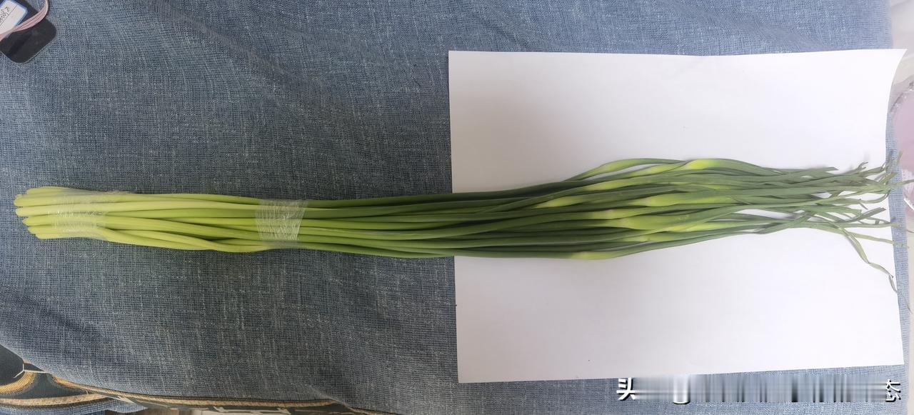 蒜苔这么长？？[给力][给力][给力][擦汗][擦汗][擦汗][擦汗]

   