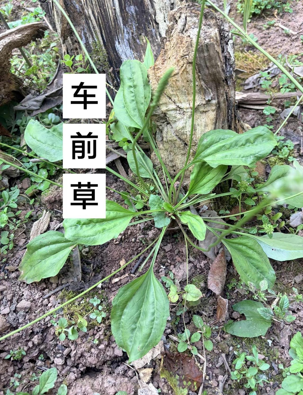 2026年CBA选秀大会，前三甲出炉，宋昕澔 曹芷豪