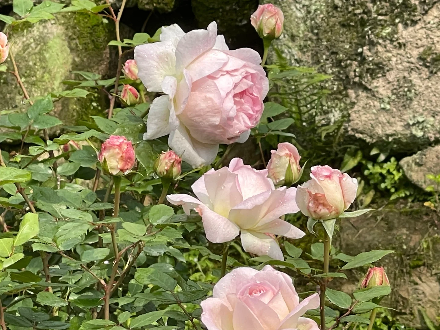 河本麻纪子 梅克林花边