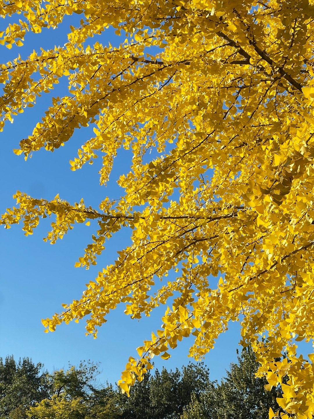 故宫角楼的秋  用镜头定格北京最美之秋摄影​​​