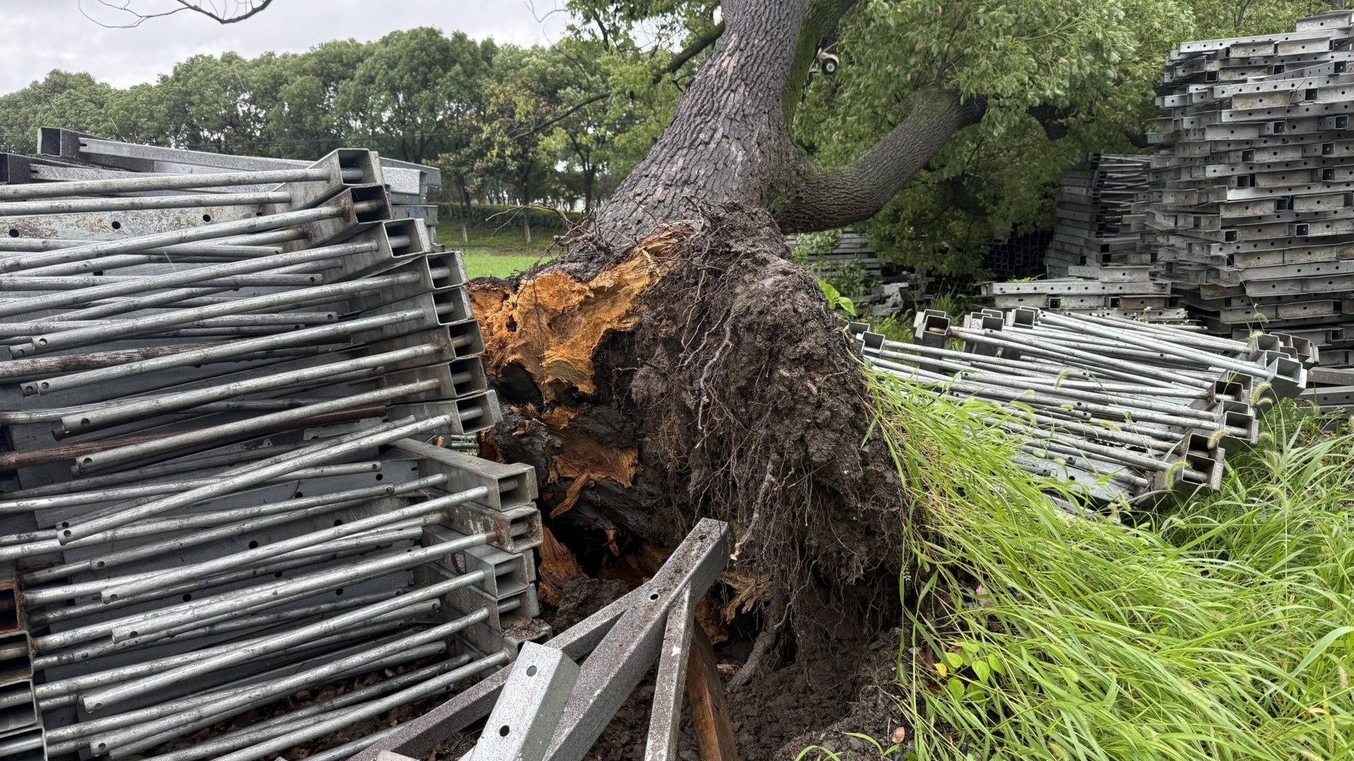 台风巴威已移出浙江 台风路过的城市，大家注意安全啊。你瞅瞅，70多岁的香樟树没扛