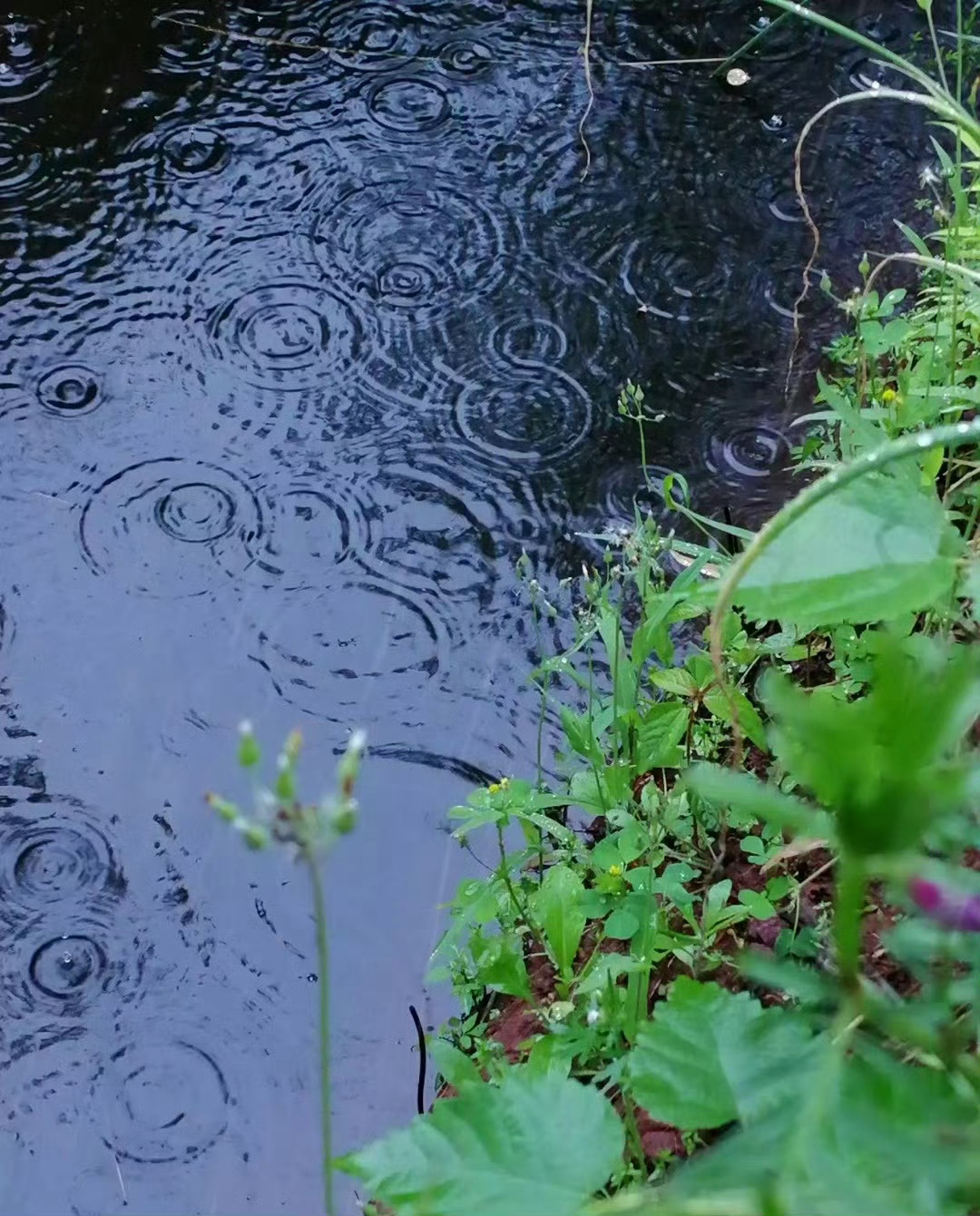 “   一场秋雨一场寒 …  ” 